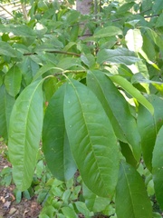 Oxydendrum