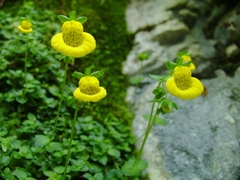 Calceolaria tenella