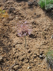 Allium pallasii, photograph (c) Urgamal Magsar, some rights reserved (CC BY)