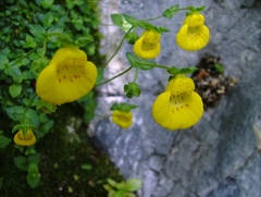 Calceolaria tenella