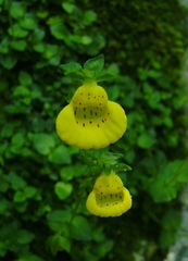 Calceolaria tenella