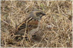 Passer rufocinctus