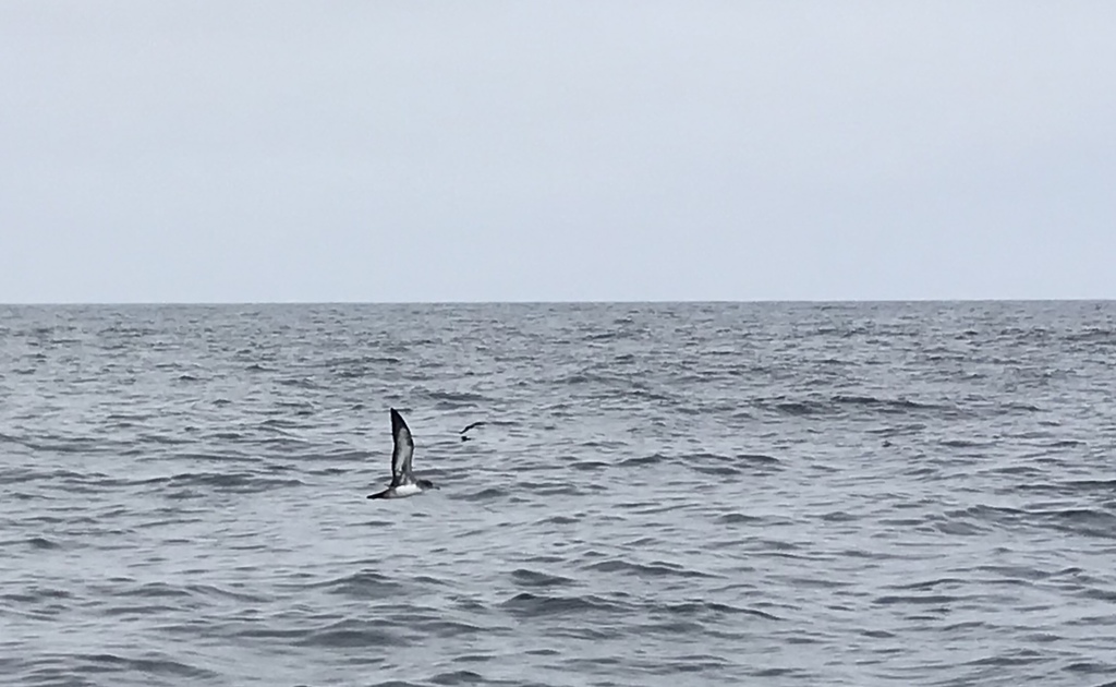 Pink-footed Shearwater