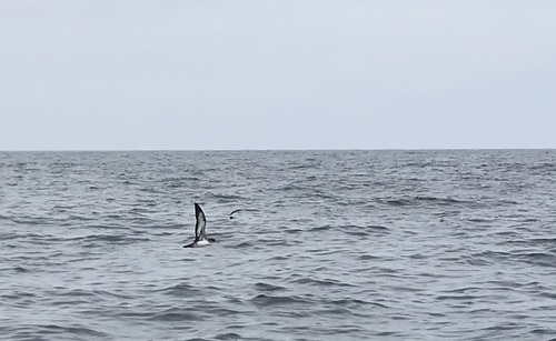 Pink-footed Shearwater