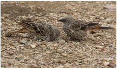 Histurgops ruficauda