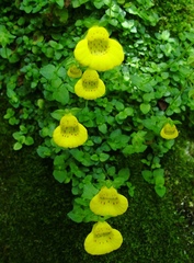 Calceolaria tenella