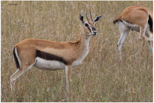 Thomson's Gazelle, photo 5 of 8