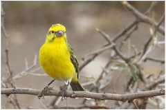 Crithagra dorsostriata