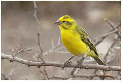 Crithagra dorsostriata