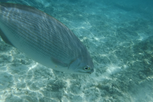 Blue-bronze sea chub (Kyphosus analogus) — Kyphosidae — 4