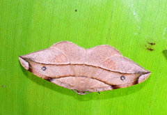Hypochrosis