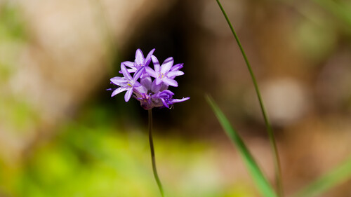 Many-flowered Brodiaea winter