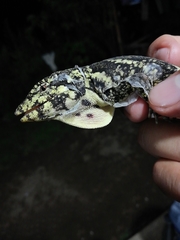 Anolis petersii
