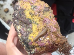 Lepidonotus squamatus