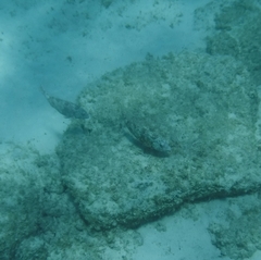 Sparisoma chrysopterum