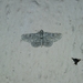 Cleora injectaria