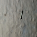 Plutella xylostella