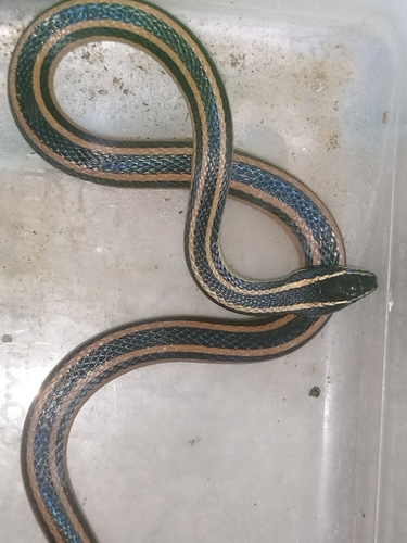 Photo of a Guerrero Black-striped Snake (Coniophanes taylori)