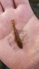 Rhinogobius brunneus