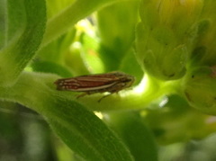 Graphocephala hieroglyphica