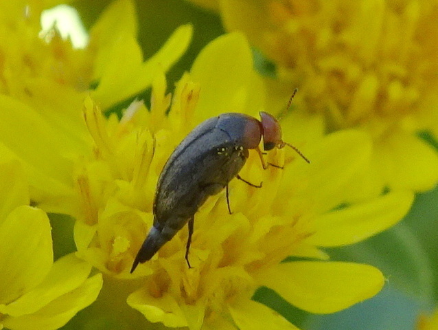 Mordellistena divisa