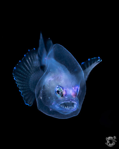 Gigantactis macronema