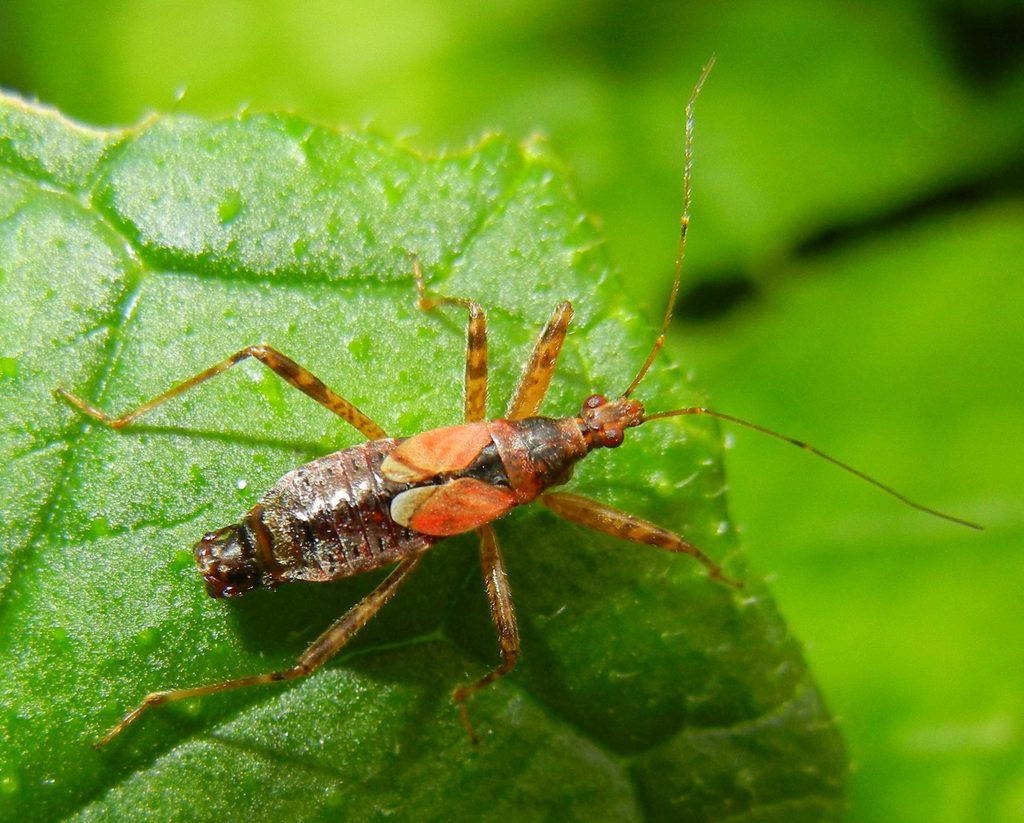 Tree Damsel Bug