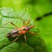 Tree Damsel Bug - Photo (c) Jon Mortin, some rights reserved (CC BY), uploaded by Jon Mortin