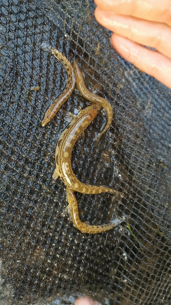 Northern Spine Loach
