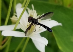 Pelecinobaccha costata
