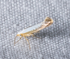 Argyresthia subreticulata