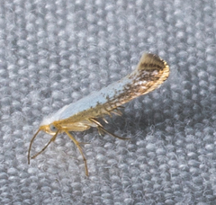 Argyresthia subreticulata