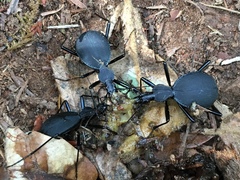 Scaphinotus angusticollis