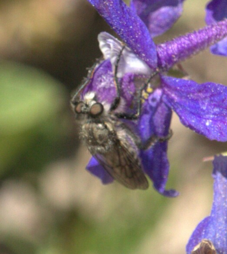 Unknown species found near Taggart Lake Loop Trail, Jackson, WY, US