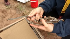 Masticophis taeniatus taeniatus