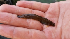 Liobagrus mediadiposalis