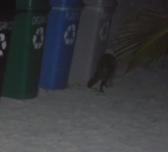 Procyon pygmaeus