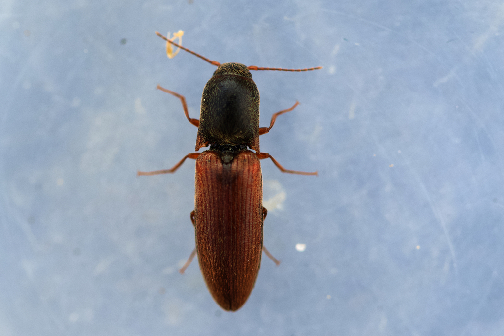Muddy Click Beetle