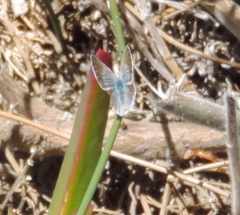 Icaricia icarioides parapheres