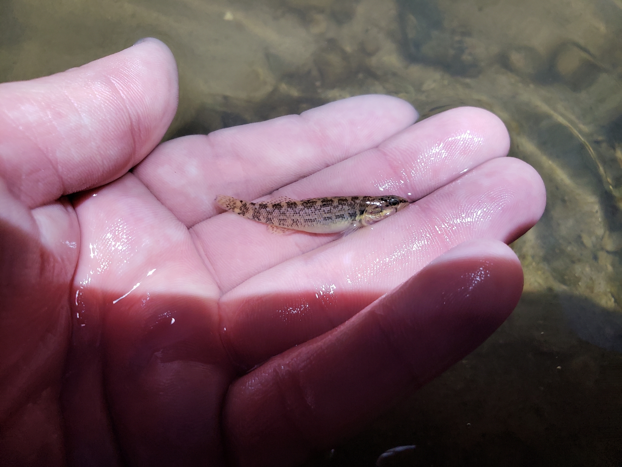 Gumbo Darter photo 6