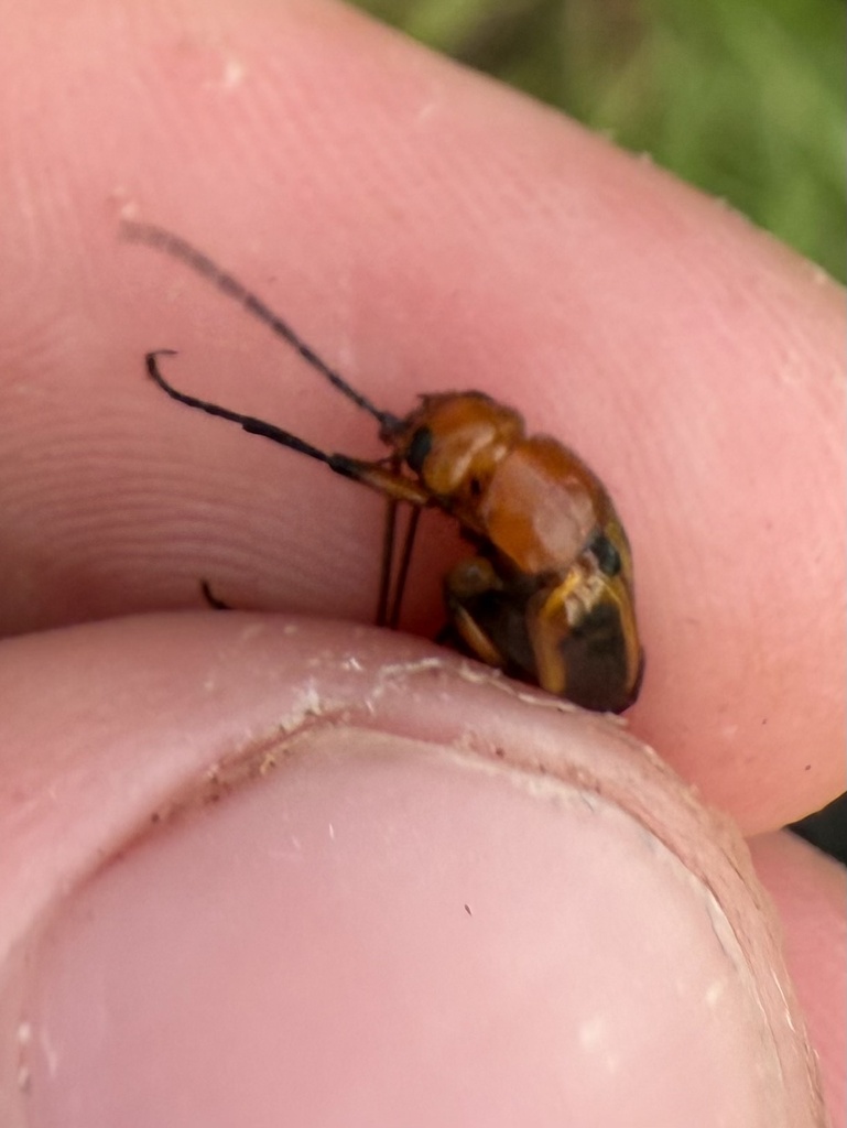 Nemognatha piazata piazata