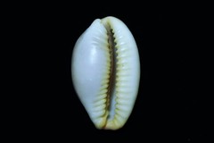 Staphylaea limacina