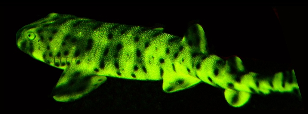 Swell Shark