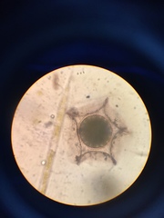 Protoperidinium