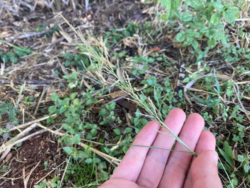 Sporobolus diandrus observed 2025-06-17
