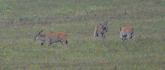 Tragelaphus oryx pattersonianus