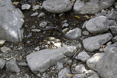 Masticophis lateralis