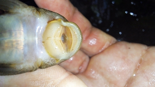 Roetkleurige harnasmeerval (Hemiancistrus fuliginosus) — Loricariidae — 2