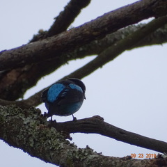 Dacnis