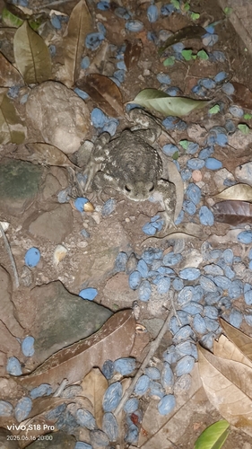 Asiatic Toad